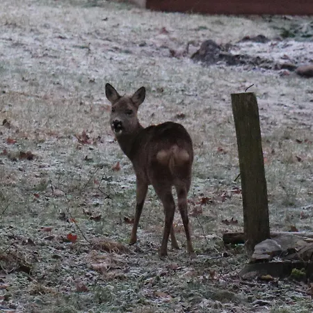 Kowalski Lubowo (Szczecinek)